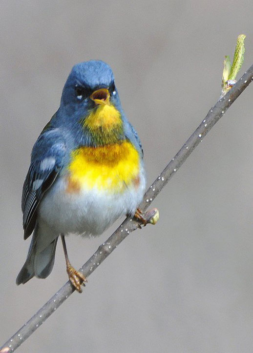 northern-parula