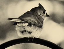 eastern-tufted-titmouse